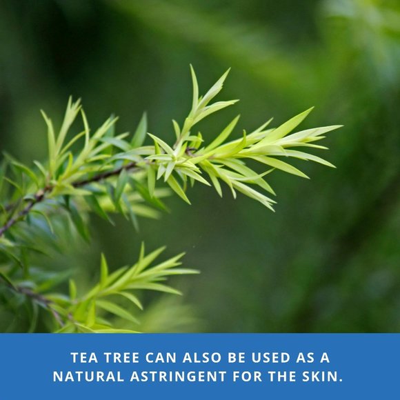 Guru Nanda - Tea Tree Essential Oil Value Size - Picture 5 of 8